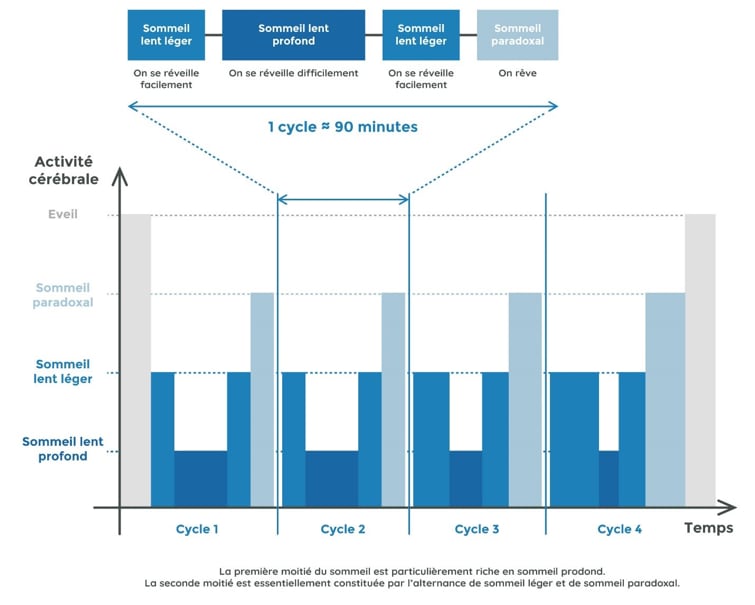 Les cycles du sommeil EuphytoseNuit